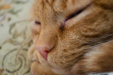 sleeping cat