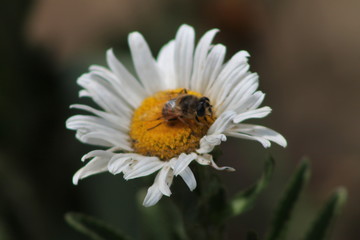 White flower with a bee