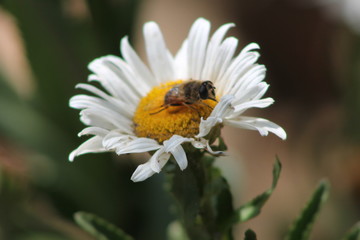 White flower with a bee