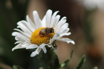 White flower with a bee