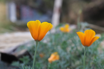 Orange flowers in spring