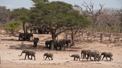 elephant herd looking for shadow 