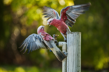 galahs, fighting for water at tap