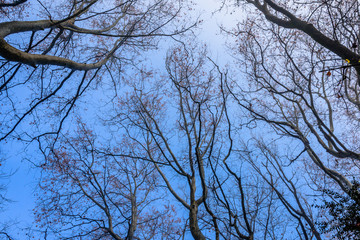 Trees silhouettes in the park (looking up to the sky).