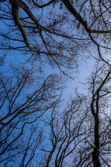 Trees silhouettes in the park (looking up to the sky).