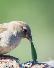 A female house sparrow (Passer domesticus) with a leaf on its beak