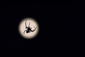 A silhouette of a spider on its web in front of the moon