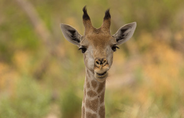 giraffe portrait, looking attentively