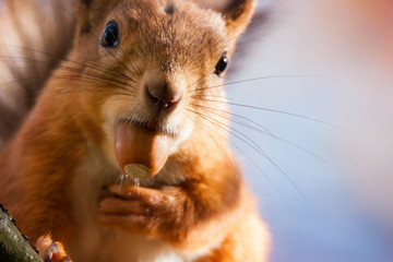 A closeup of a red squirrel with an acorn