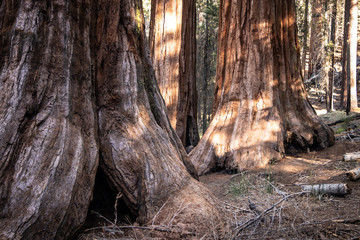 bosque de secuoyas