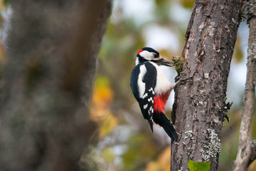 A great spotted woodpecker eating seeds from a cone