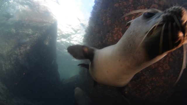 Californian sea lion (Zalophus californianus) swimming and playing in the reefs of los islotes in Espiritu Santo island at La paz,The world's aquarium. Baja California Sur,Mexico.
