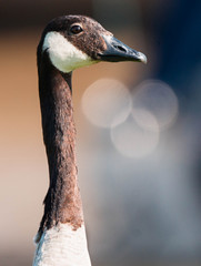 Portrait of a canada goose (Branta canadensis)