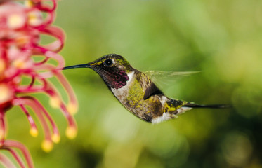 amethyst woodstar feeding on a flower