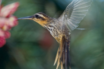 saw-billed hermit feeding on a flower