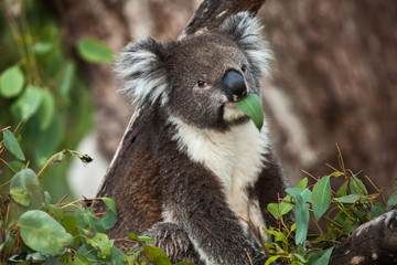 Koala bear in eucalyptus tree eating leaves, portrait