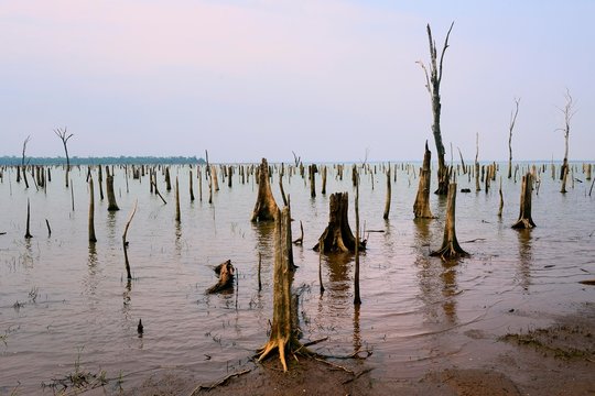 Dead, weathered trees in the Itaipu reservoir, biological reserve Tati Yupi, Hernandarias, Alto Parana, Paraguay, South America