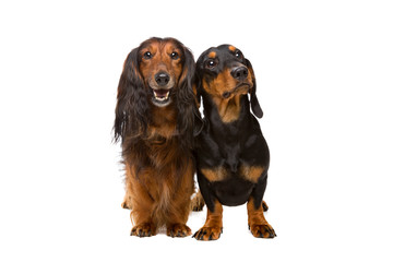 long haired and short haired dachshund