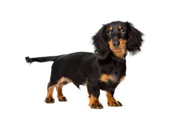 young dachshund