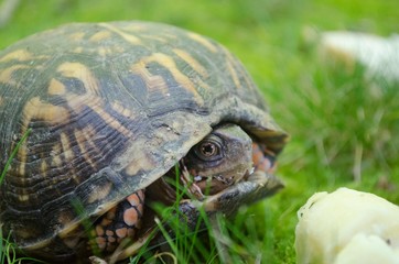 turtle on the grass