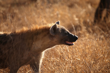 Hyäne in der Savanne