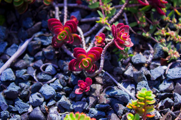 red flowers in the garden