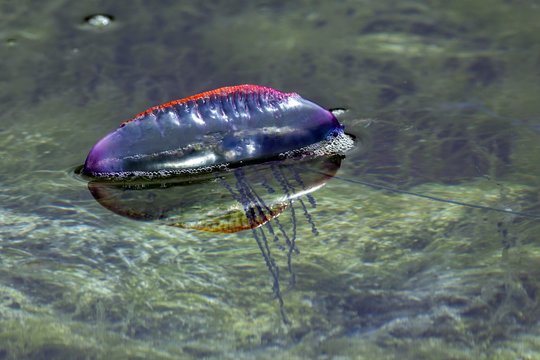 Portuguese Man O' War (Physalia physalis), state jellyfish, island of Faial, Azores, Portugal, Europe