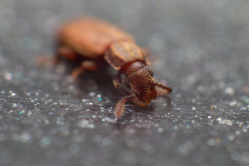 Merchant grain beetle in white background view from side. Oryzaephilus mercator