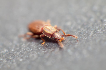 Merchant grain beetle in white background view from side. Oryzaephilus mercator