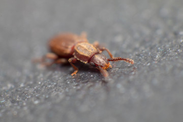 Merchant grain beetle in white background view from side. Oryzaephilus mercator