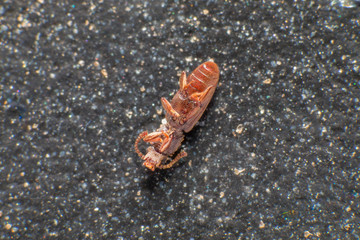 Merchant grain beetle in white background view from side. Oryzaephilus mercator