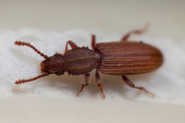 Merchant grain beetle in white background view from side. Oryzaephilus mercator