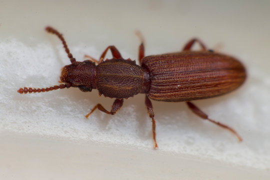 Merchant grain beetle in white background view from side. Oryzaephilus mercator