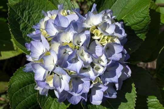 Blue blossom of a Hortensia (Hydrangea), Sao Miguel, Azores, Portugal, Europe