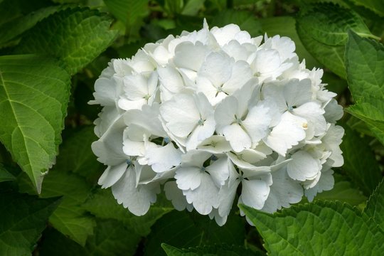 White blossom of a Hortensia (Hydrangea), Sao Miguel, Azores, Portugal, Europe