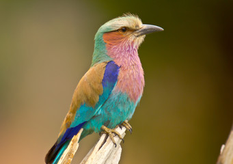 lilacbrested roller sitting on branch, close