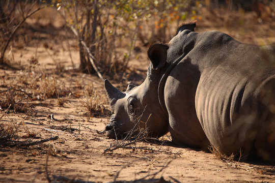 Liegendes Nashorn
