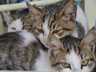 Drei Katzenköpfe nah beieinander