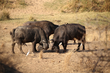 Streidende afrikanische Büffel 