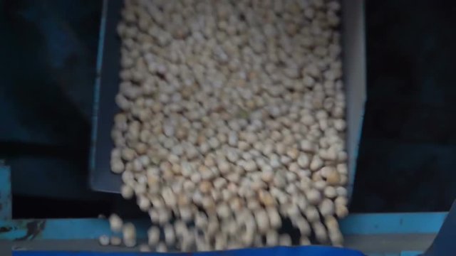 Sorting pea seed on the elevator. Slow Motion
