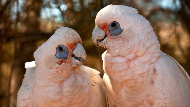 two little corellas close together