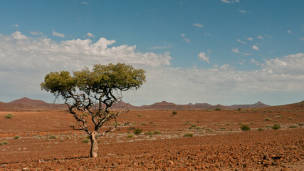lonely tree in namib desert covered with brown stones