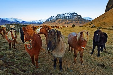 Islandic horses, ponies at Vik, Island