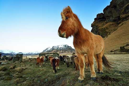 Islandic horses, ponies at Vik, Island