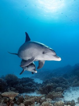 Bottlenose dolphins (Tursiops truncatus), dam with calf, swimming in shallow water over coral reef in sunshine, Red Sea, Egypt, Africa