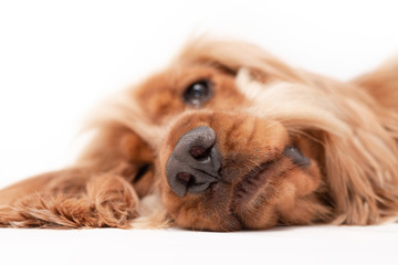 A golden ginger Cocker Spaniel dog isolated on white background close up 