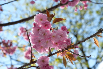 Cherry Blossoms in Garmisch, Bavaria, Germany