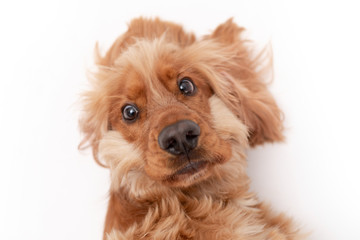A golden ginger Cocker Spaniel dog isolated on white background close up