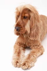 A golden ginger Cocker Spaniel dog isolated on white background