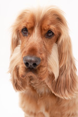 A golden ginger Cocker Spaniel dog isolated on white background close up 